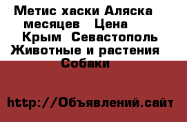 Метис хаски Аляска. 5 месяцев › Цена ­ 1 - Крым, Севастополь Животные и растения » Собаки   